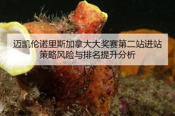 迈凯伦诺里斯加拿大大奖赛第二站进站策略风险与排名提升分析